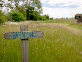 Barn Owl