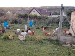 Lots of chickens
