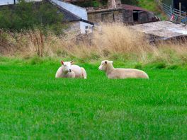 Sheep