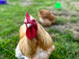 Hen