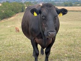 Cow