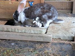 Millie with her babies