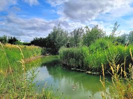 Pond with lots of butterflies.