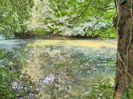 Pond