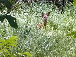 Spaziergang im nahegelegenen wald