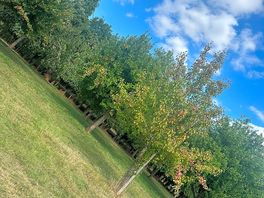 Orchard view