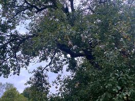 On-site fruit trees