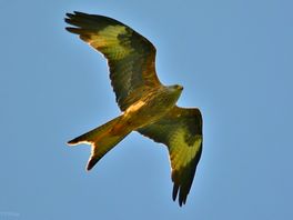 One of the many beautiful red kites that frequent the area.