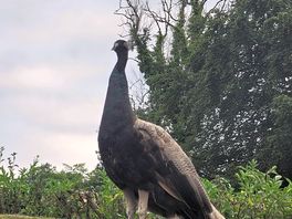 Our friendly visitor