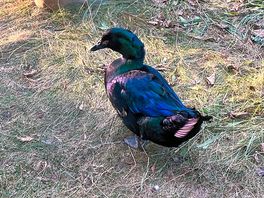 Resident duck!