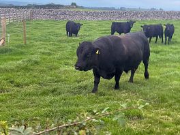 Our neighbours