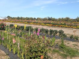 Photos from the farm