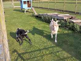 Large goat enclosure that even has an assault course for them