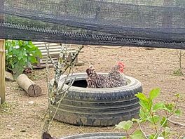 Chickens!!!!!