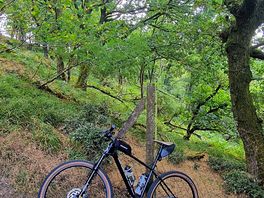Hilly forest