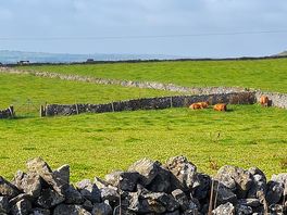 Some of the cows, my son loved watching them.