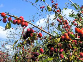 Lovely plums