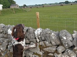Watching the donkeys