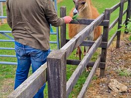 Llama