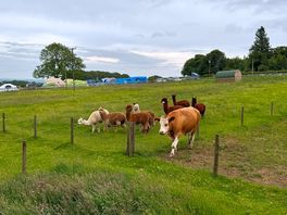 Daily visitors