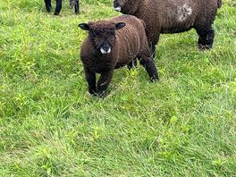 Nice sheep