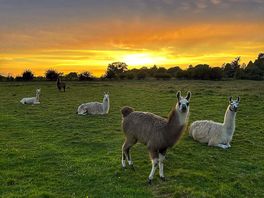 Llamas and alpacas