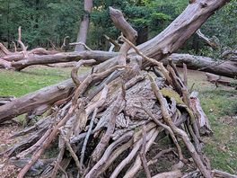 Natural playground for the kids in the woods