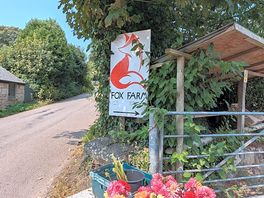 Entrance to site- fresh flowers and rhubarb
