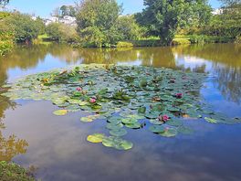 The lake