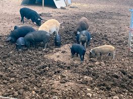 Lots of animals on the farm