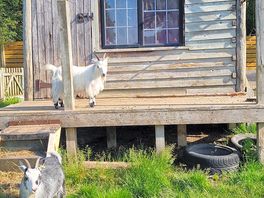 The resident goats.