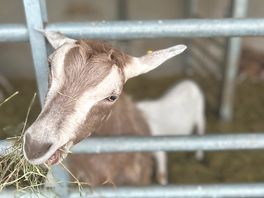 Goats at campsite