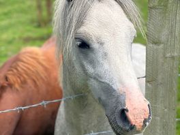 Horses on campsite - very friendly
