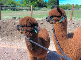 Alpaca walking