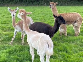 Very friendly and funny alpacas, came over to us when we walked down to see them