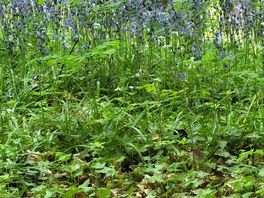 Woodland walks.