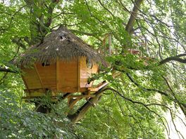 Stay among the trees