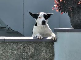 Cute local doggo in the village