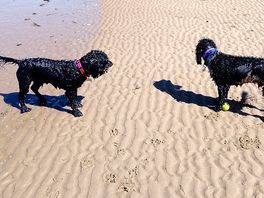 Dogs on beach