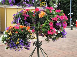 Beautiful flowers outside shop on site