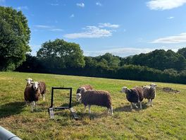 Sheep