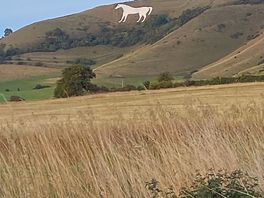 View from bottom to white horse!