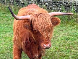 One of the neighbours