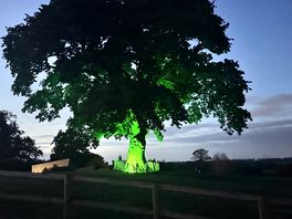 The illuminated tree