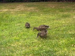 Ducks