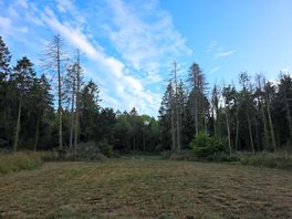 Woodland walk