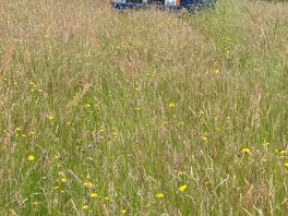 Get the mower out dan!