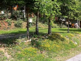 Trees give privacy and shade
