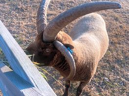 Four horned ram