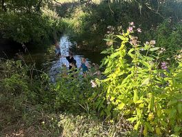 Rope swing in at the river